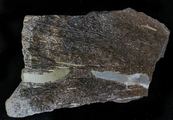 Polished Pliosaur (Liopleurodon) Bone - England #23254